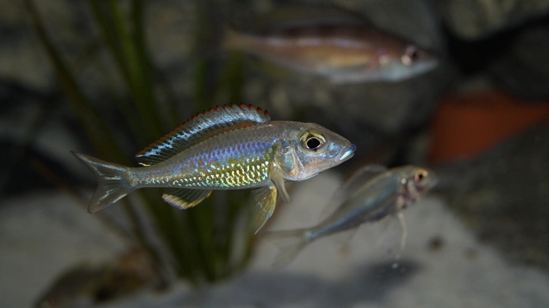 Callochromis pleurospilus 'Ujiji'